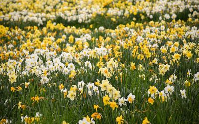 New England Botanical Garden daffodils. 