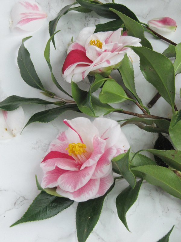 pink and white camellia flowers