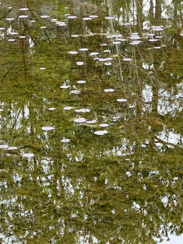 lily pads and trees reflects in the water