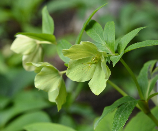 Lenten Rose, green with green leaves.