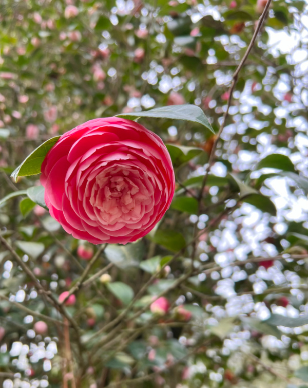 pink camellia flower on a tree.