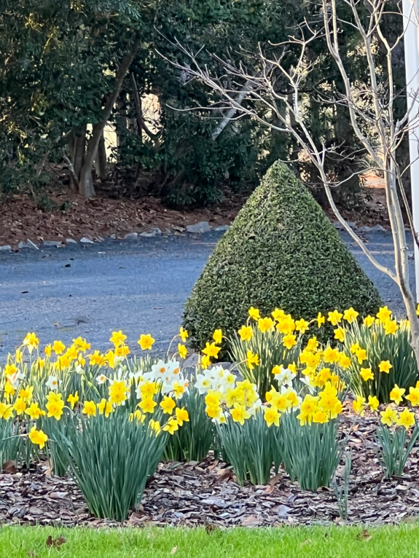 daffodils under a tree.