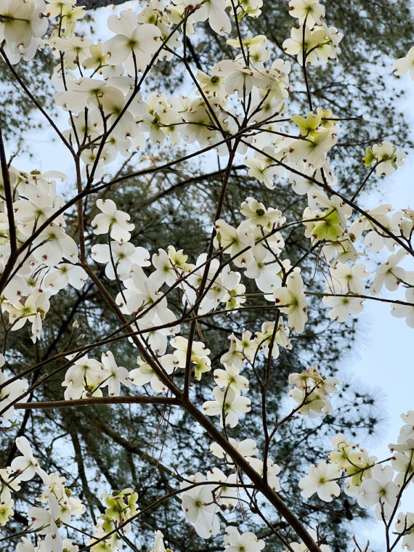 dogwood tree in spring.