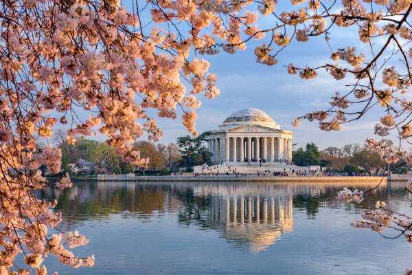 Cherry blossoms and the Jefferson Memorial.