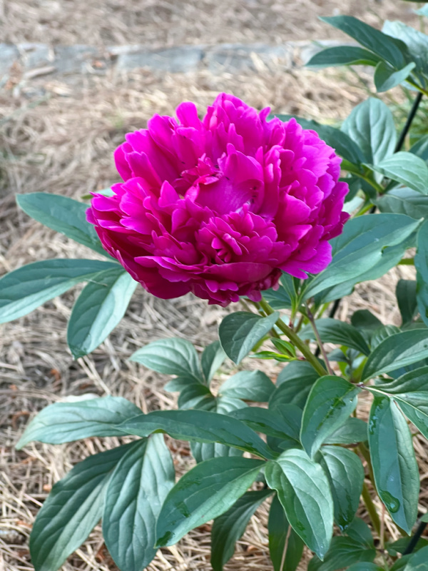 Fuchsia Peony.