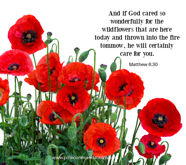Bible Quote Matthew 6_30 overlay on red poppies.