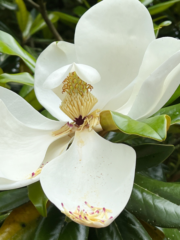 Magnolia flower.