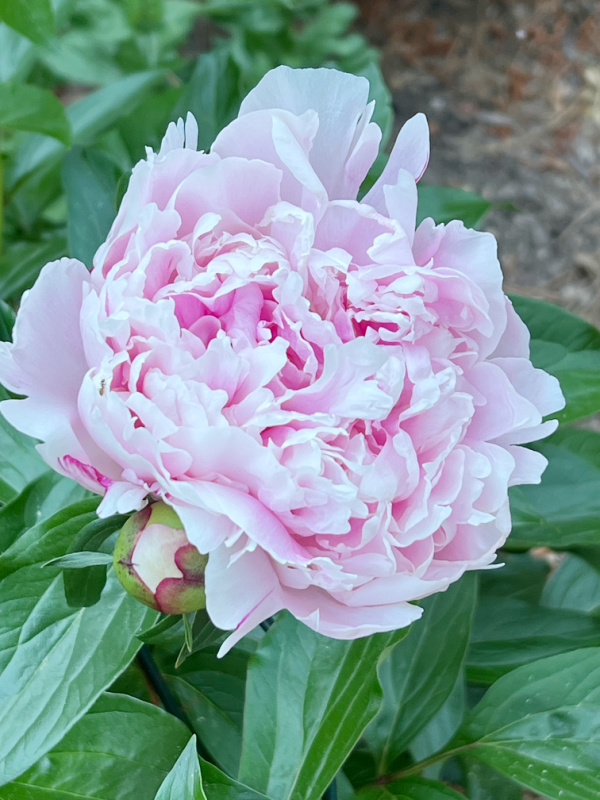Pink peony with green leaves.