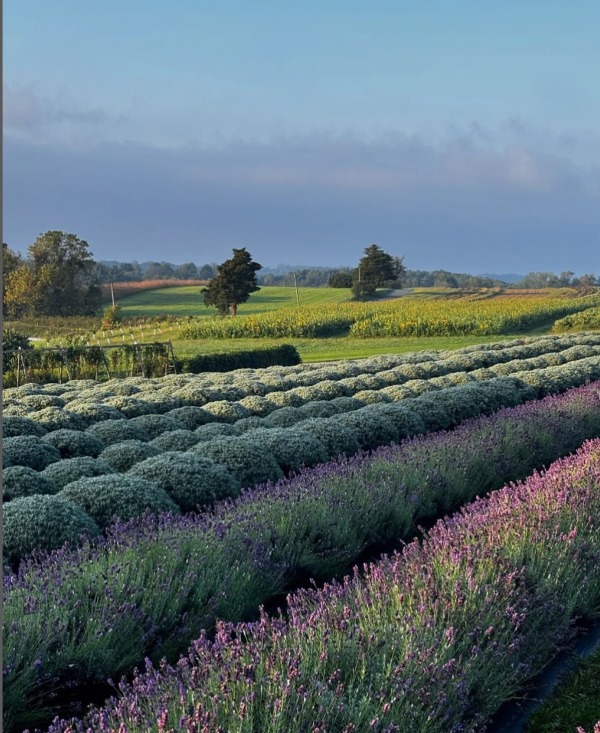 Star Bright Lavender Farms, lavender fields.