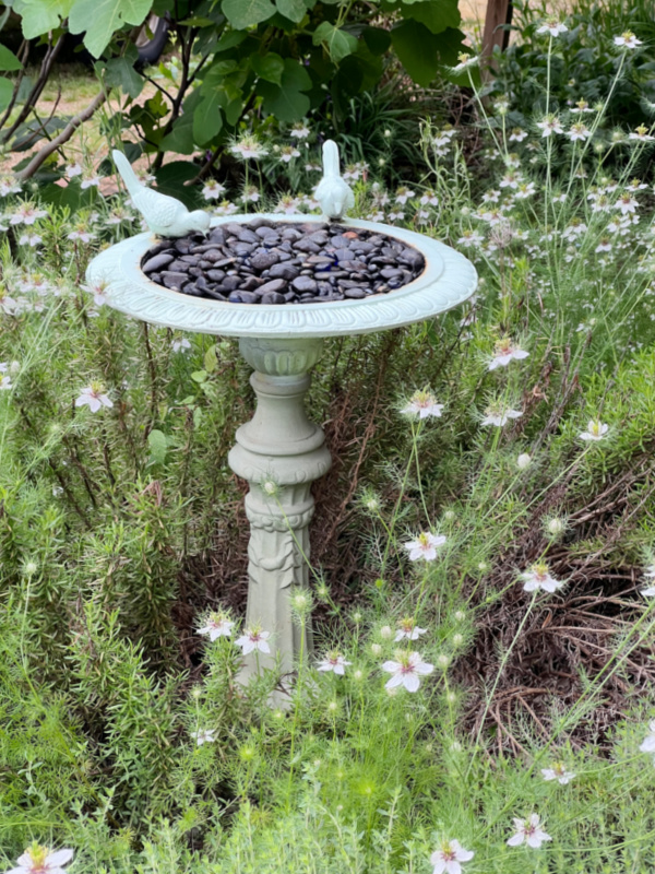 March, birdbath with 2 birds in a field of white flowers