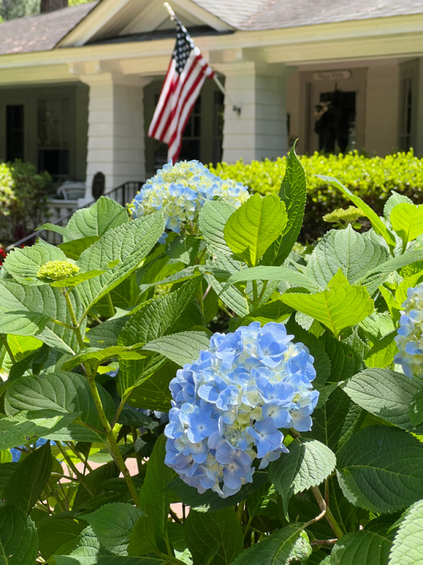 blue hydrangea and a cottage with an American flag.