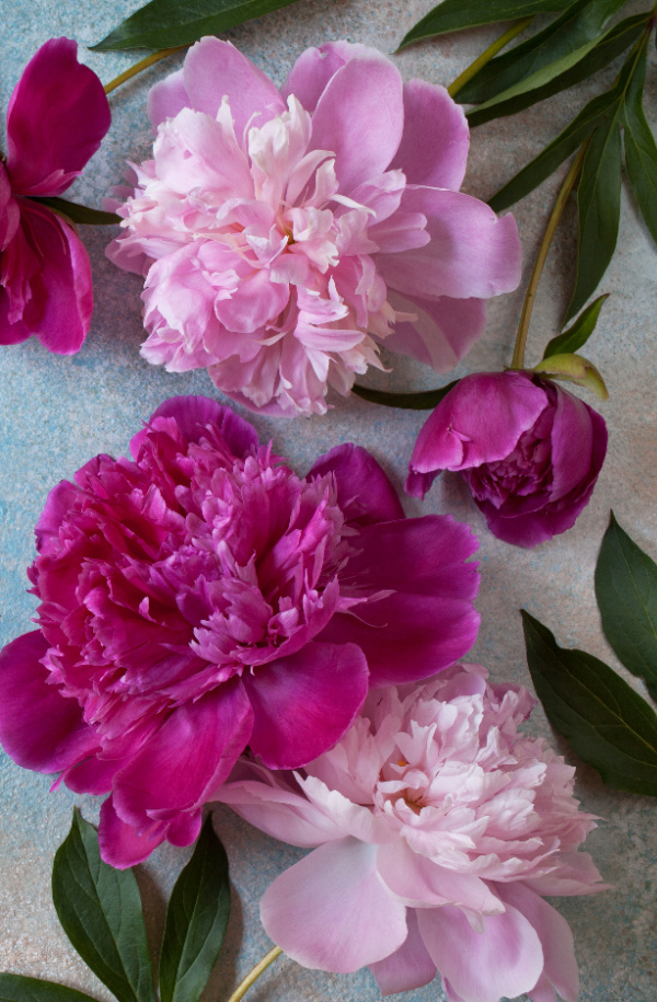 pink and fuchsia peonies.