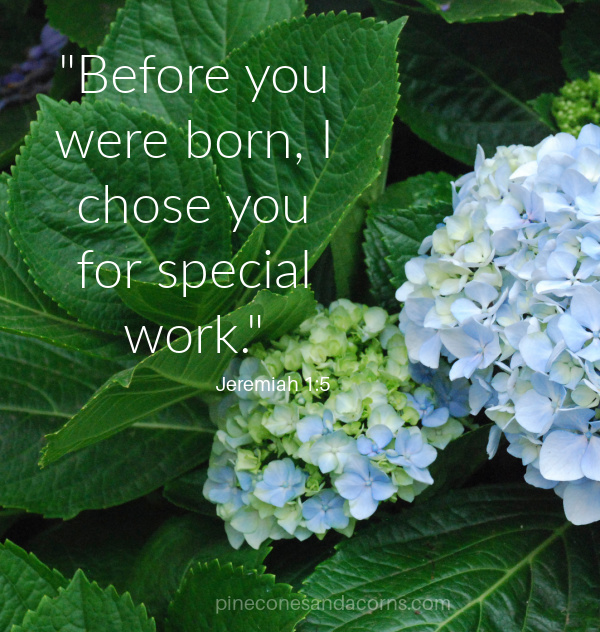 Before you were born I chose you for special work. Jeremiah 1_5 overlay on blue hydrangeas and green leaves.