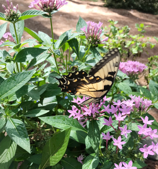 Butterfly on purple flowers.