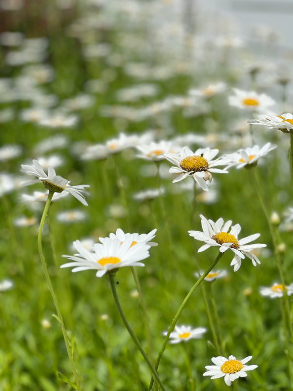 WHITE AND YELLO DAISIES