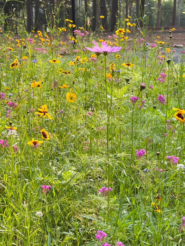 Morning ritual and daily rhythms for women over 50, Wildflowers, pink, yellow, orange.