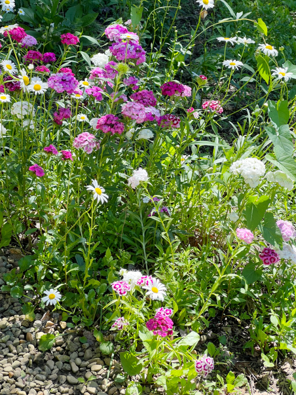 pink fuchsia and white wild flowers