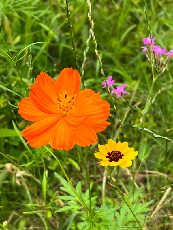 wildflowers orange and yellow