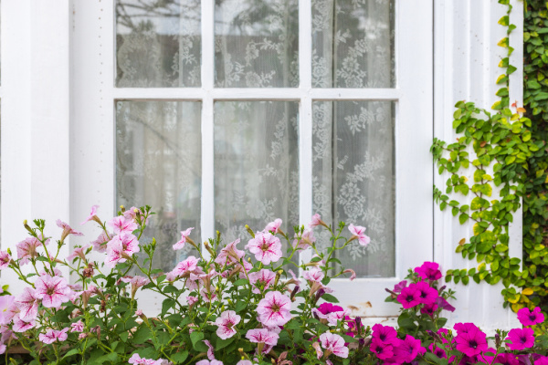 window box of pink petunia and green vines climbing up the house.
