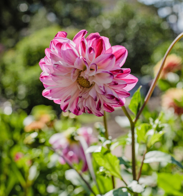 Dahlia flower
