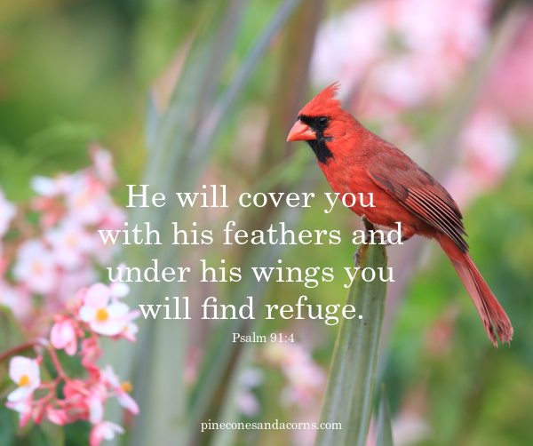Psalm 91_4 He will cover your with his feathers and under his wings you will find refuge.