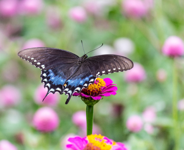 blue butterfly on pink zinnia