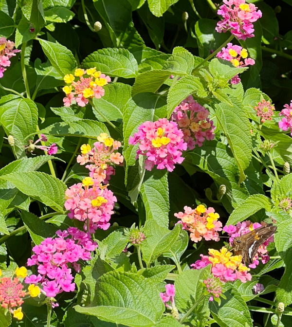 butterfly on pink flowers.