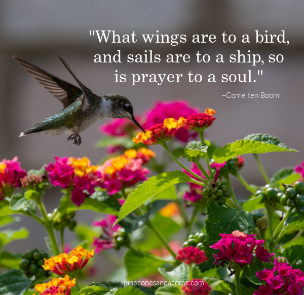 "What wings are to a bird, and sails are to a ship, so is prayer to a soul." ~ Corrie ten Boom quote overlay on a humming bird by orange and pink flowers.