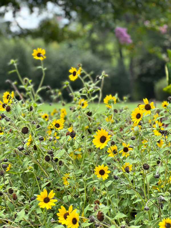 black and yellow flowers.