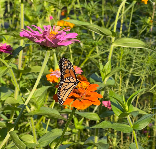 monarch on zinnia.