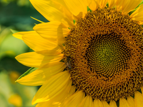 sunflower.
