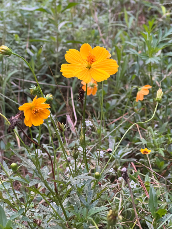 yellow wildflower.