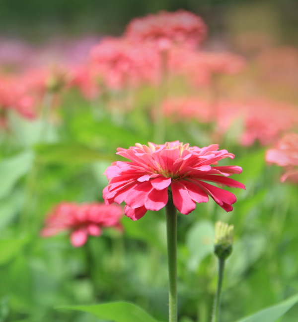 zinnias