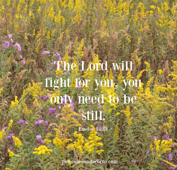 The Lord will fight for you, you only need to be still. Exodus 14_14 overlay on a field of wildflowers.
