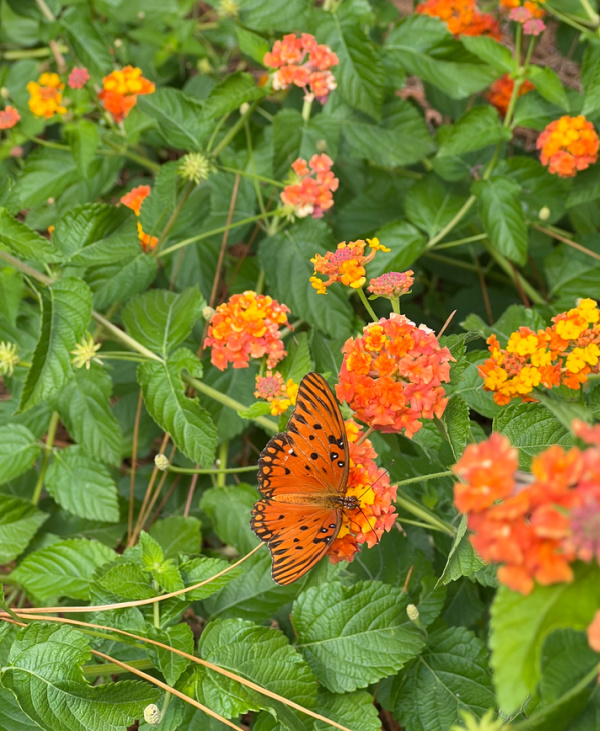 orange butterfly on orange flowers. 
