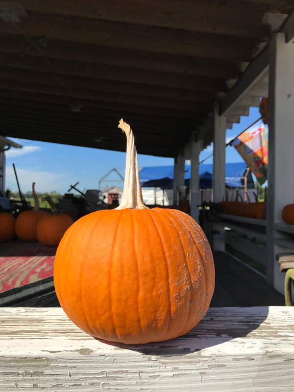 orange pumpkin on shelf.