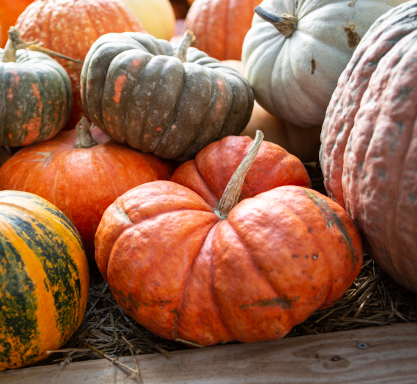 colorful green and orange pumpkins.
