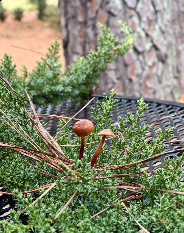 Mushrooms in juniper