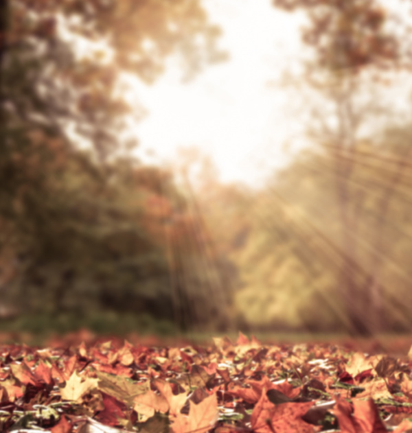 fall leaves