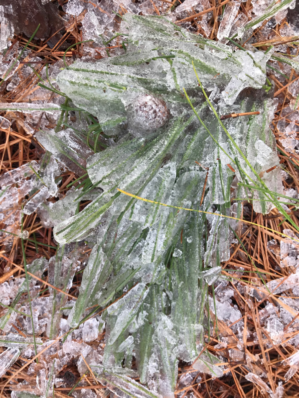 Ice covered pine.