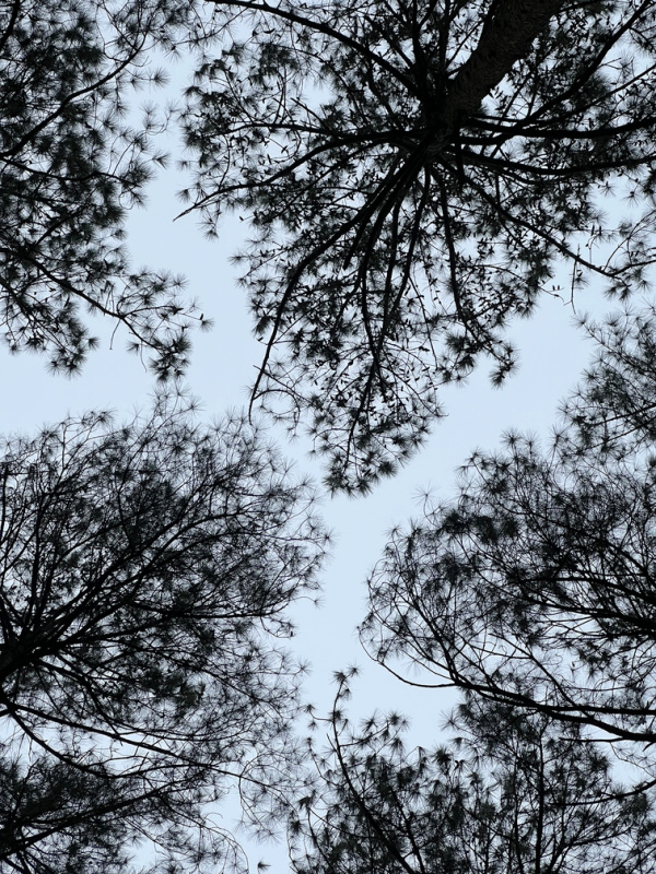 pinetrees in the sky. 